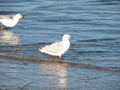 Silver Gull, Victor Harbor, South Australia Silver Gull, Victor Harbor, South Australia