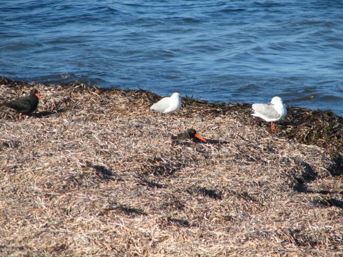 Sooty Oystercatchers, Victor Harbor, South Australia Sooty Oystercatchers, Victor Harbor, South Australia