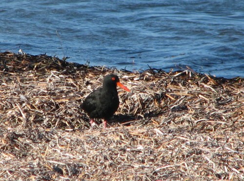 Sooty Oystercatchers, Victor Harbor, South Australia Sooty Oystercatchers, Victor Harbor, South Australia
