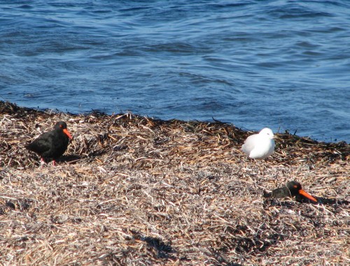 Sooty Oystercatchers, Victor Harbor, South Australia Sooty Oystercatchers, Victor Harbor, South Australia