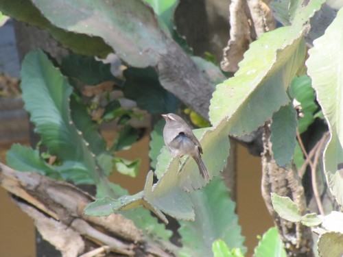 Brown-rumped Seedeater, Addis Ababa, Ethiopia