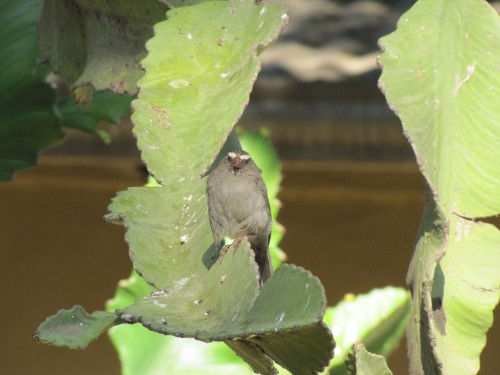 Brown-rumped Seedeater, Addis Ababa, Ethiopia