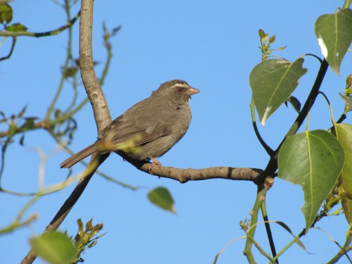 Brown-rumped Seedeater, Addis Ababa, Ethiopia