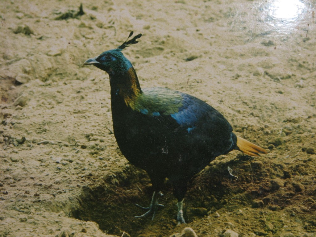 himalayan monal bird himalayan monal bird