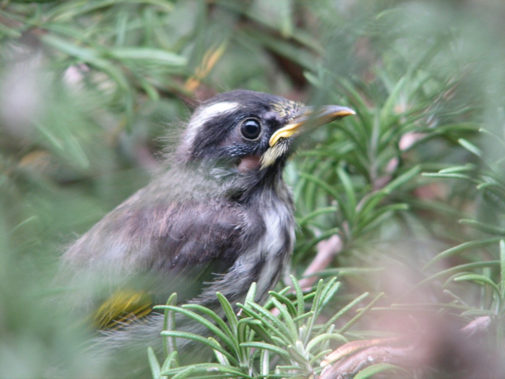New Holland Honeyeater (baby just out of nest) Trevor's Birding