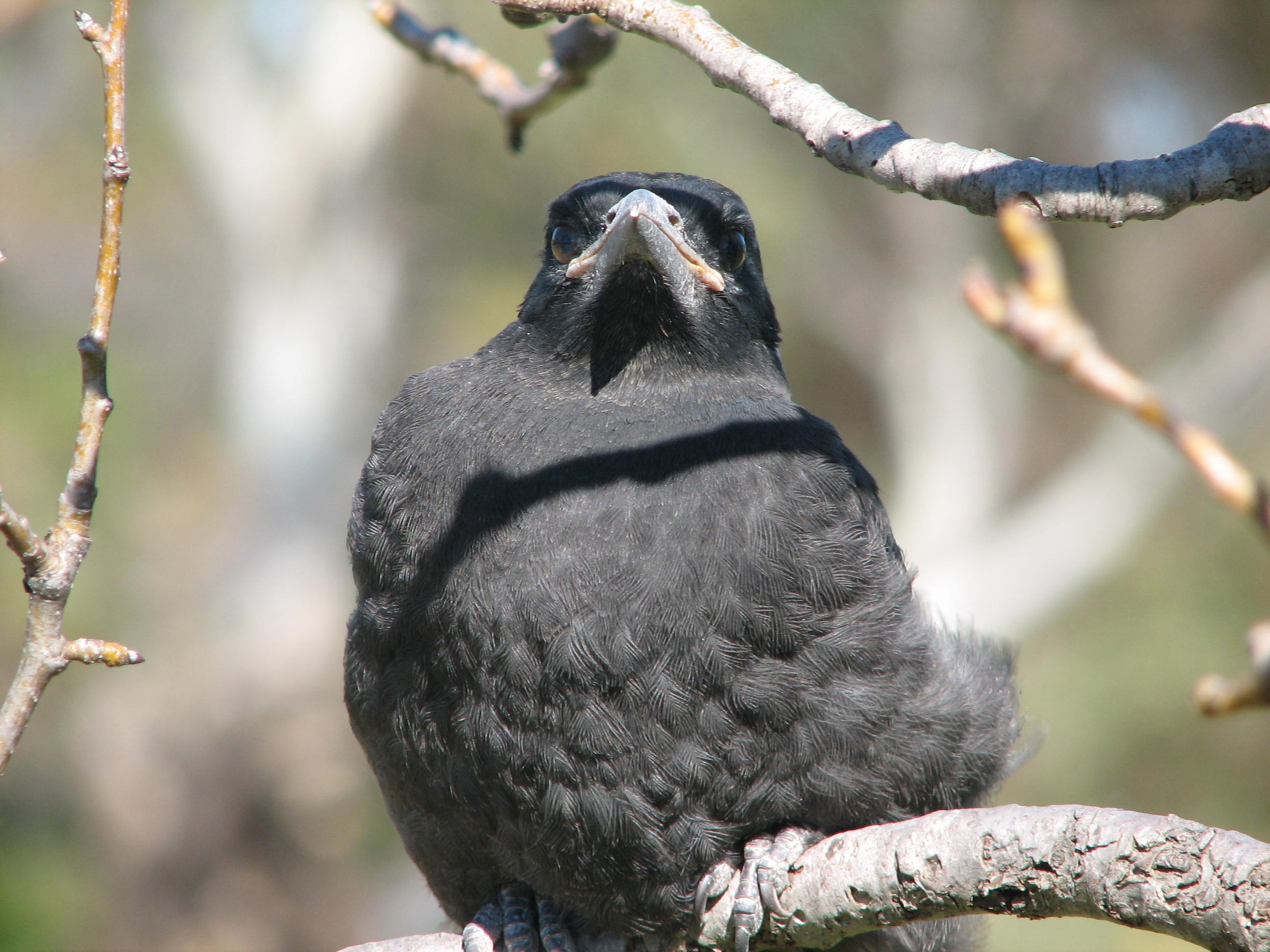 Australian Magpie (juvenile) - Trevor&rsquo;s Birding
