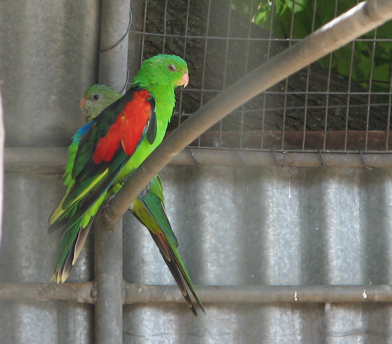Redwinged Parrot (male) in aviary, Pinnaroo Trevor's Birding