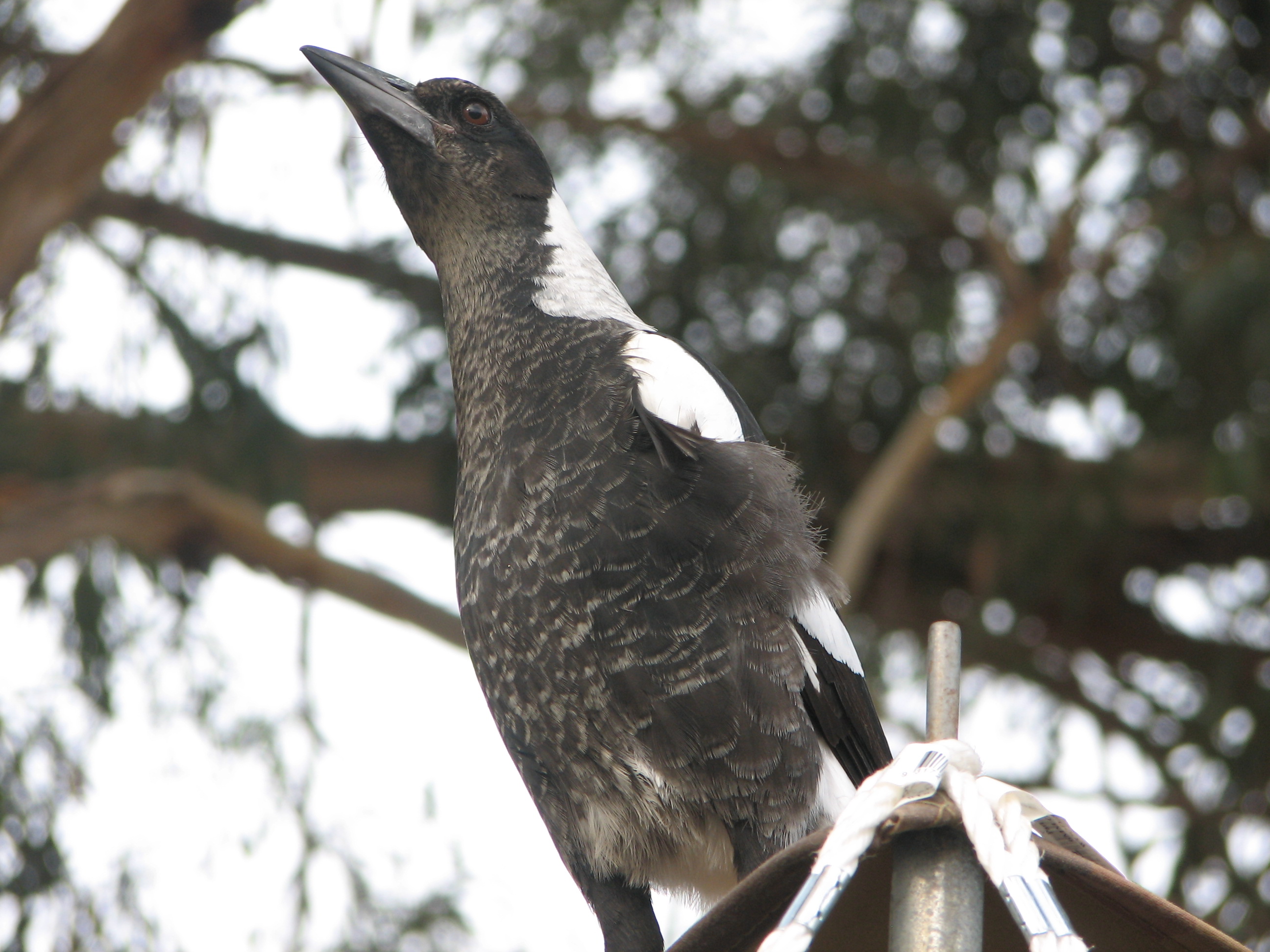 Juvenile Australian Magpie, Victor Harbor, South Australia - Trevor&rsquo;s