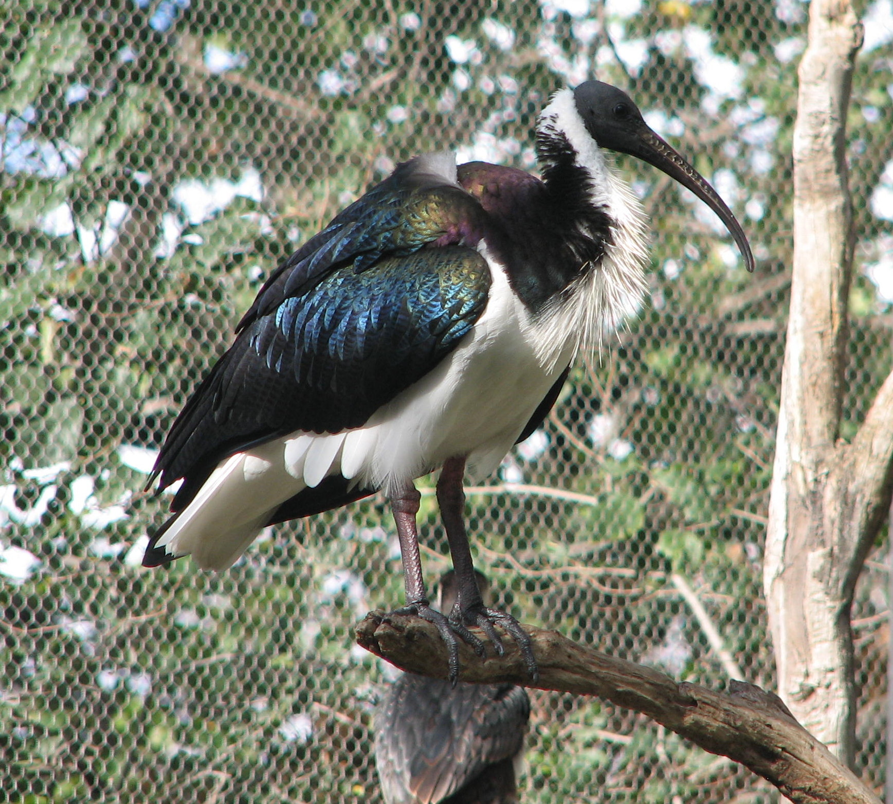 Strawnecked Ibis, Adelaide Zoo, South Australia Trevor's Birding