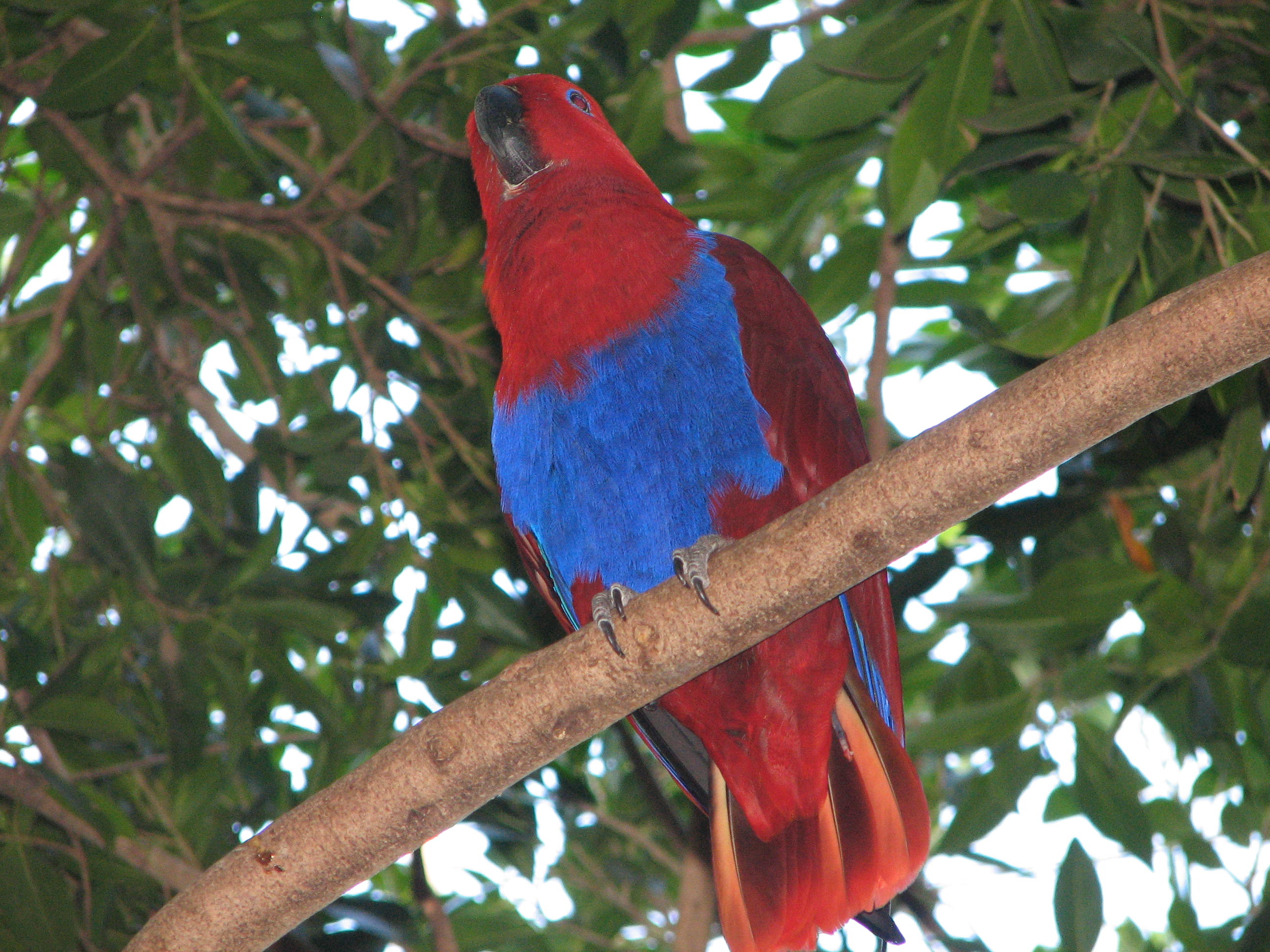 Eclectus Parrot Female Adelaide Zoo Trevors Birding