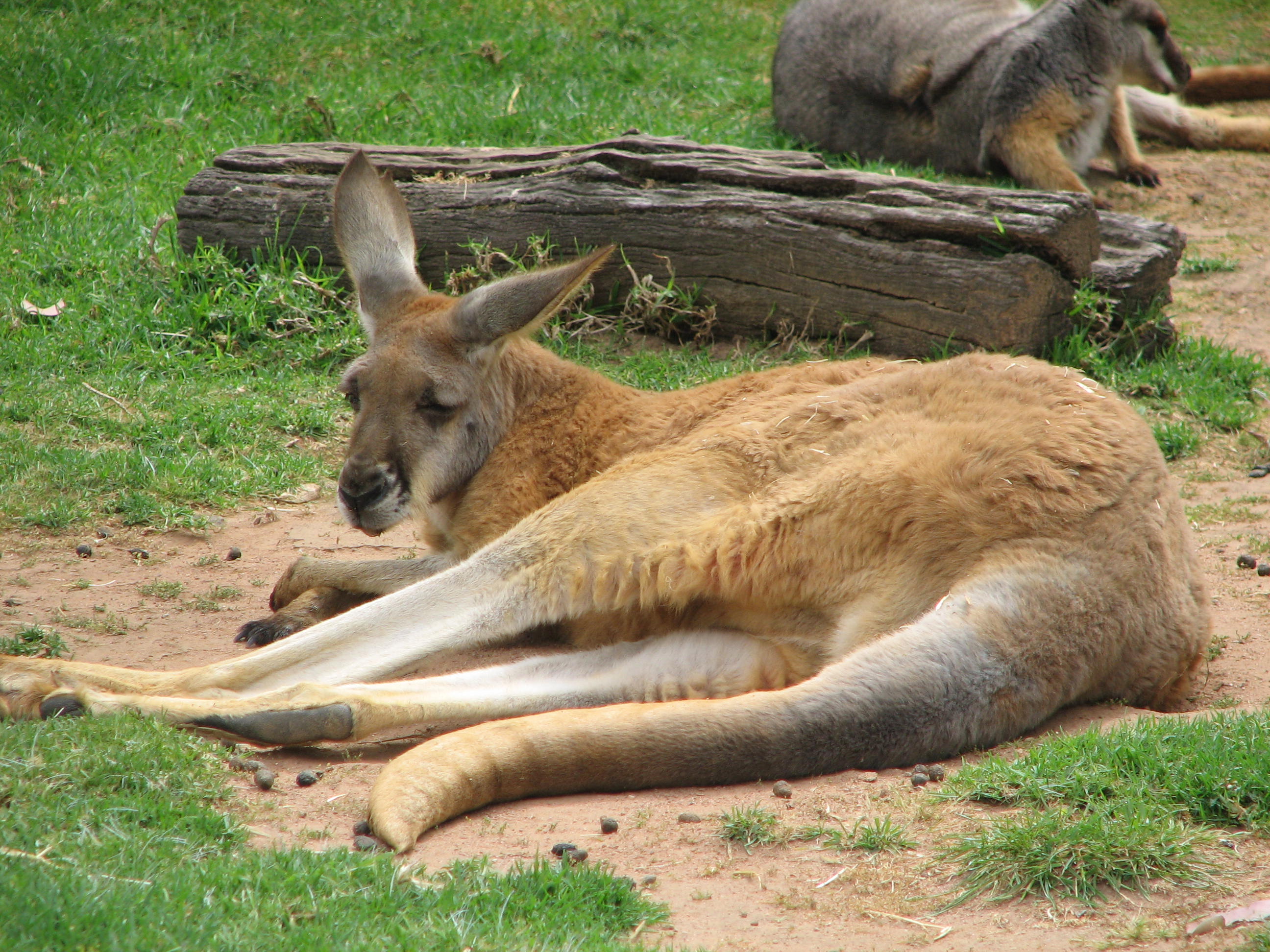 Red Kangaroo, Adelaide Zoo - Trevor&amp;#39;s Birding