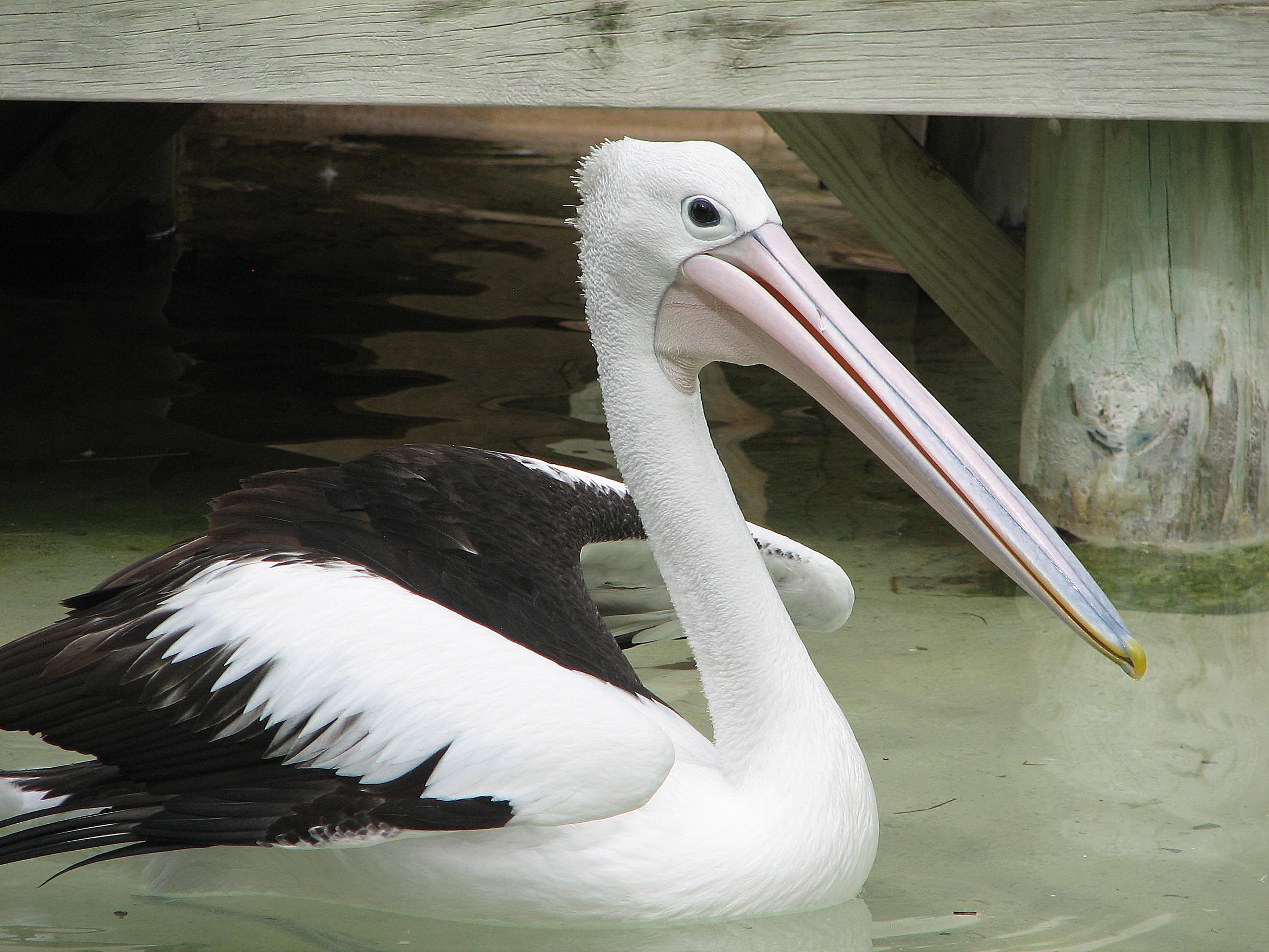 Australian Pelican, Adelaide Zoo Trevor's Birding