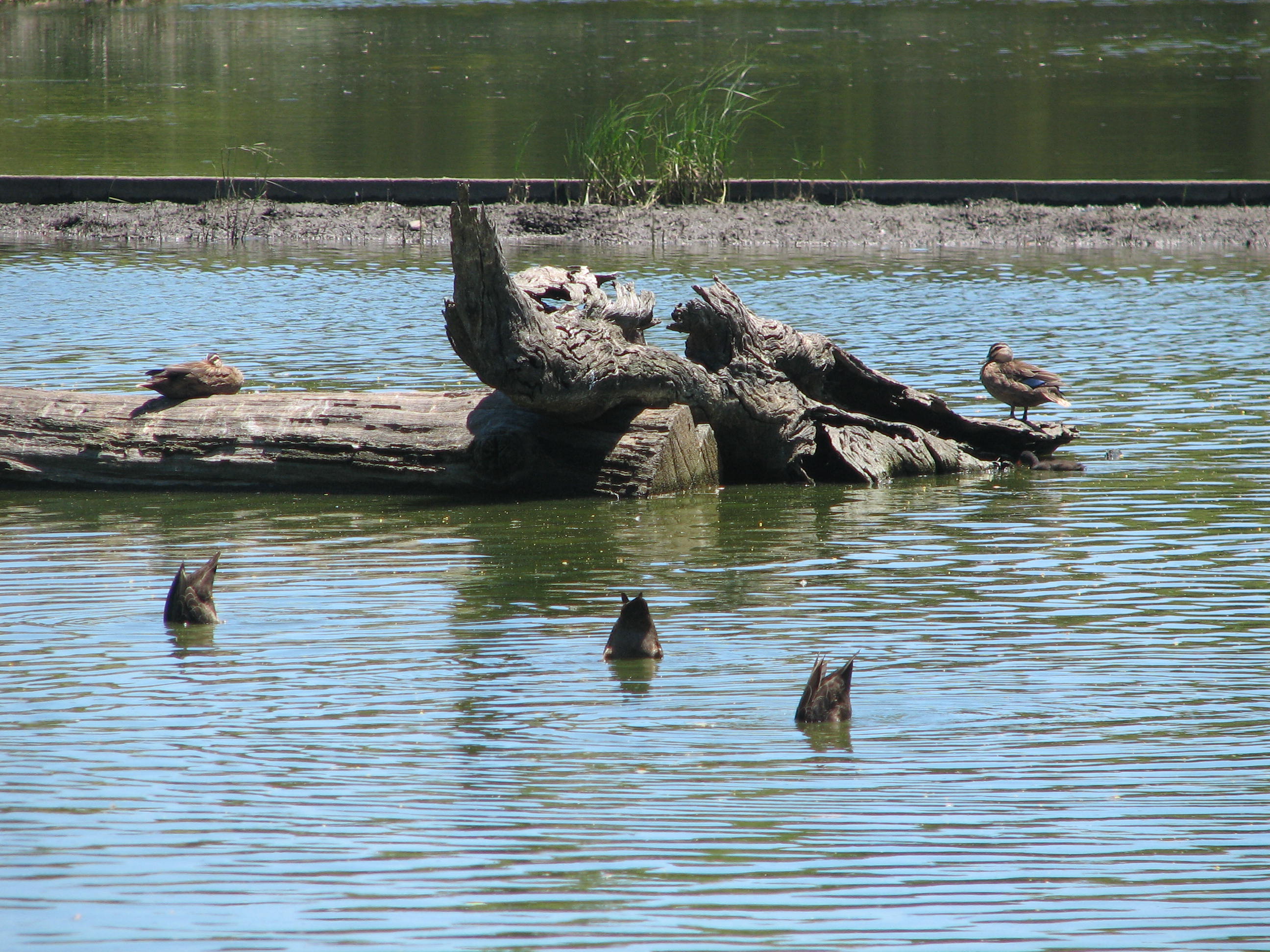 Pacific Black Ducks, Laratinga Wetlands, Mt Barker, South Australia Trevor's Birding