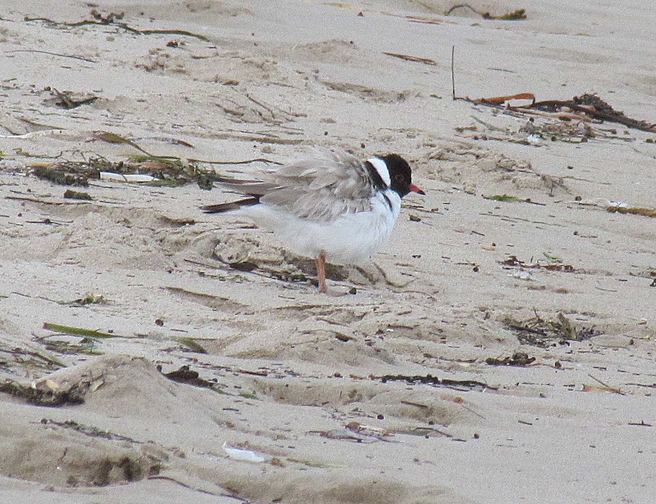 Hooded Plover, Victor Harbor, South Australia Trevor