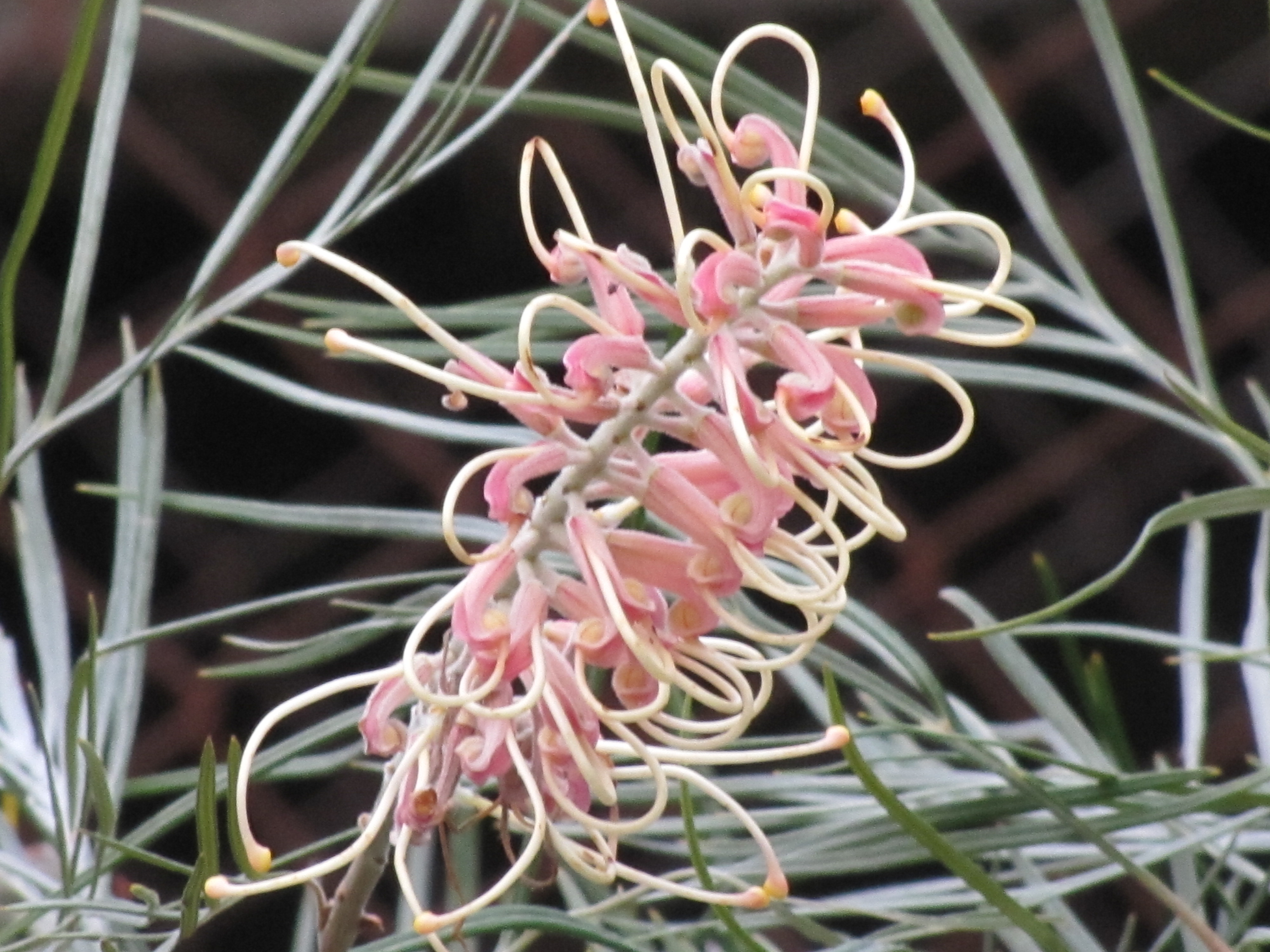 Grevillea flowers, Wagga Wagga Botanic Gardens Trevor's Birding