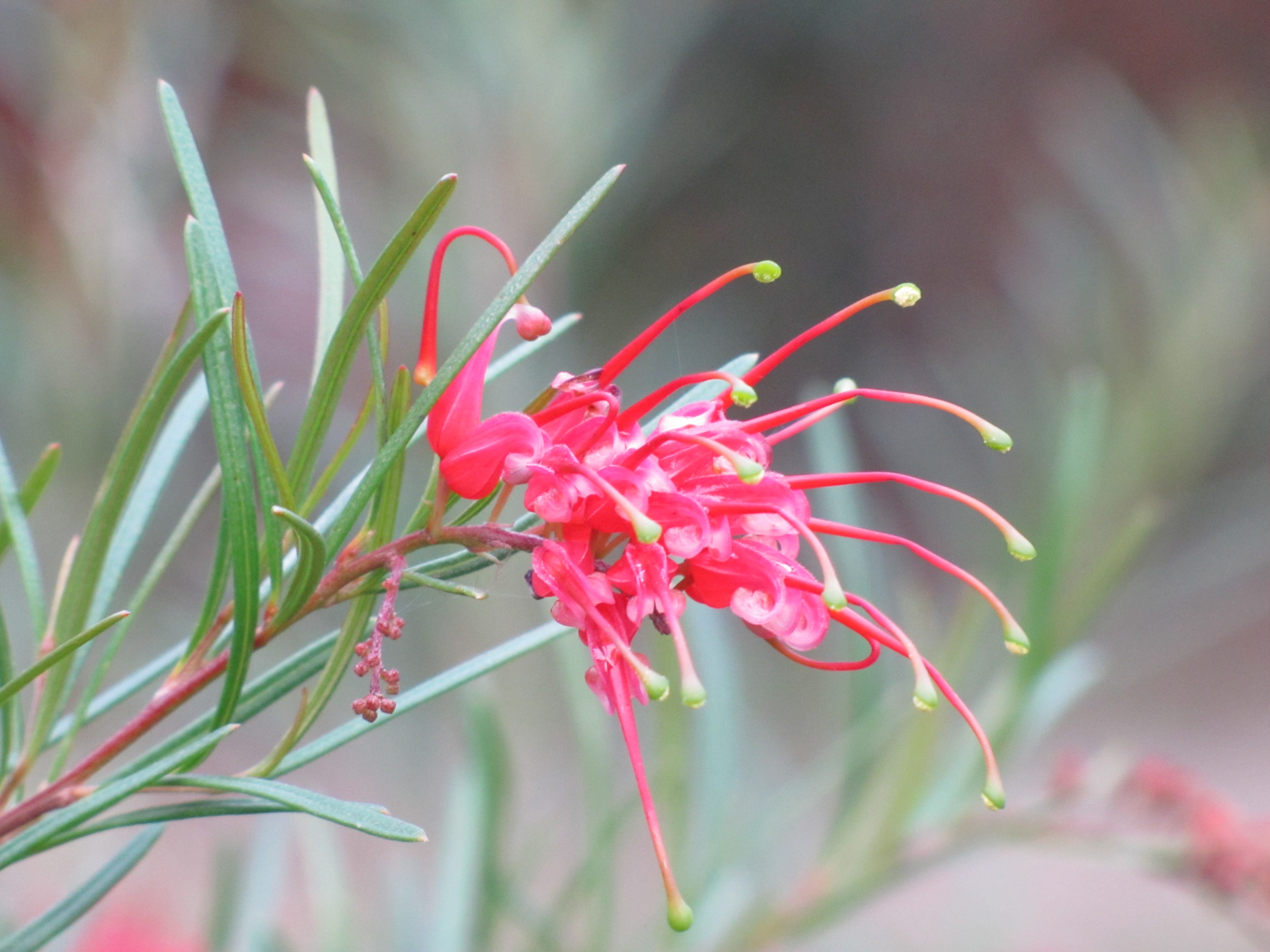 Grevillea flowers, Wagga Wagga Botanic Gardens Trevor's Birding