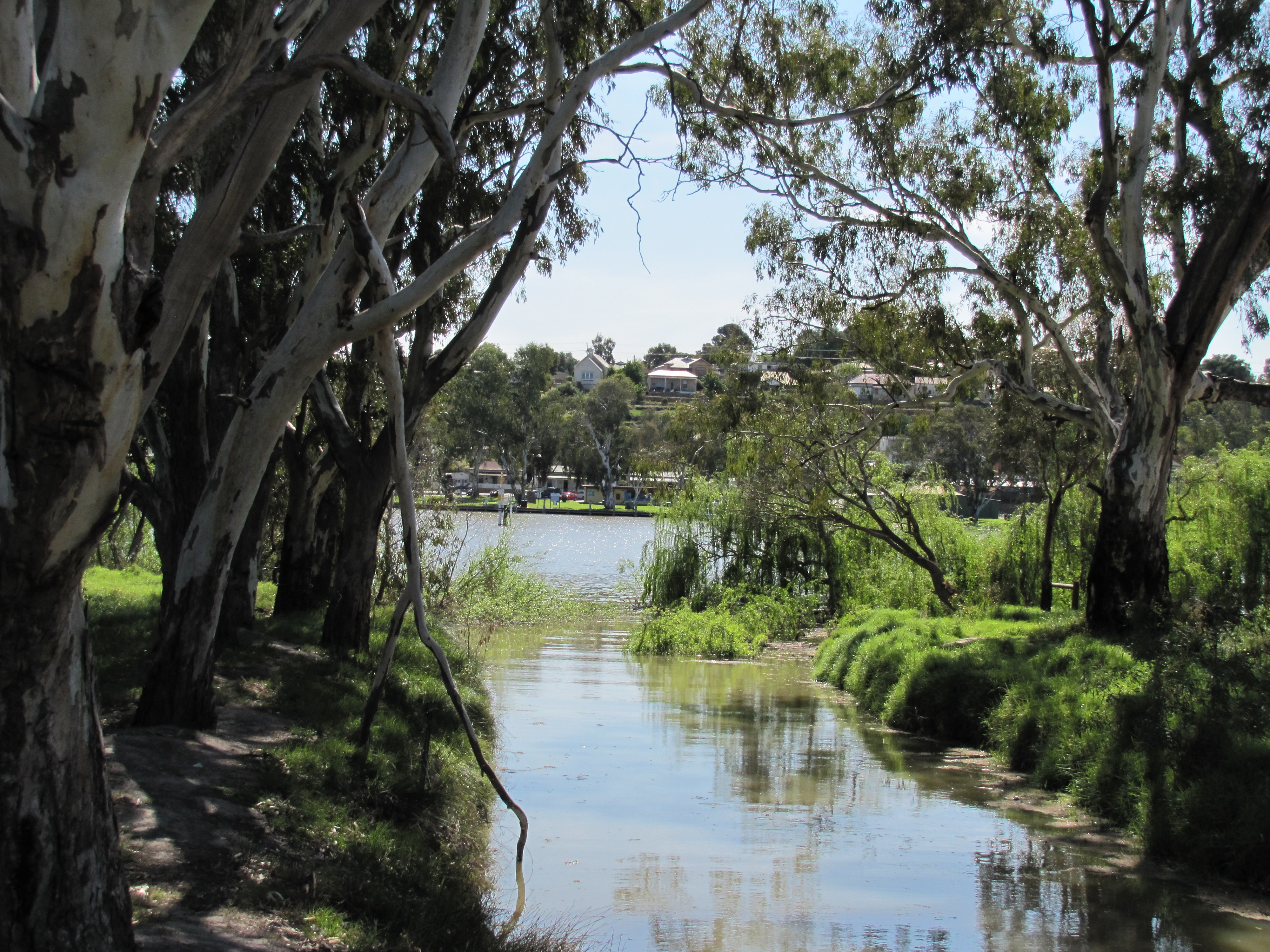 Murray River at Mannum, South Australia Trevor's Birding