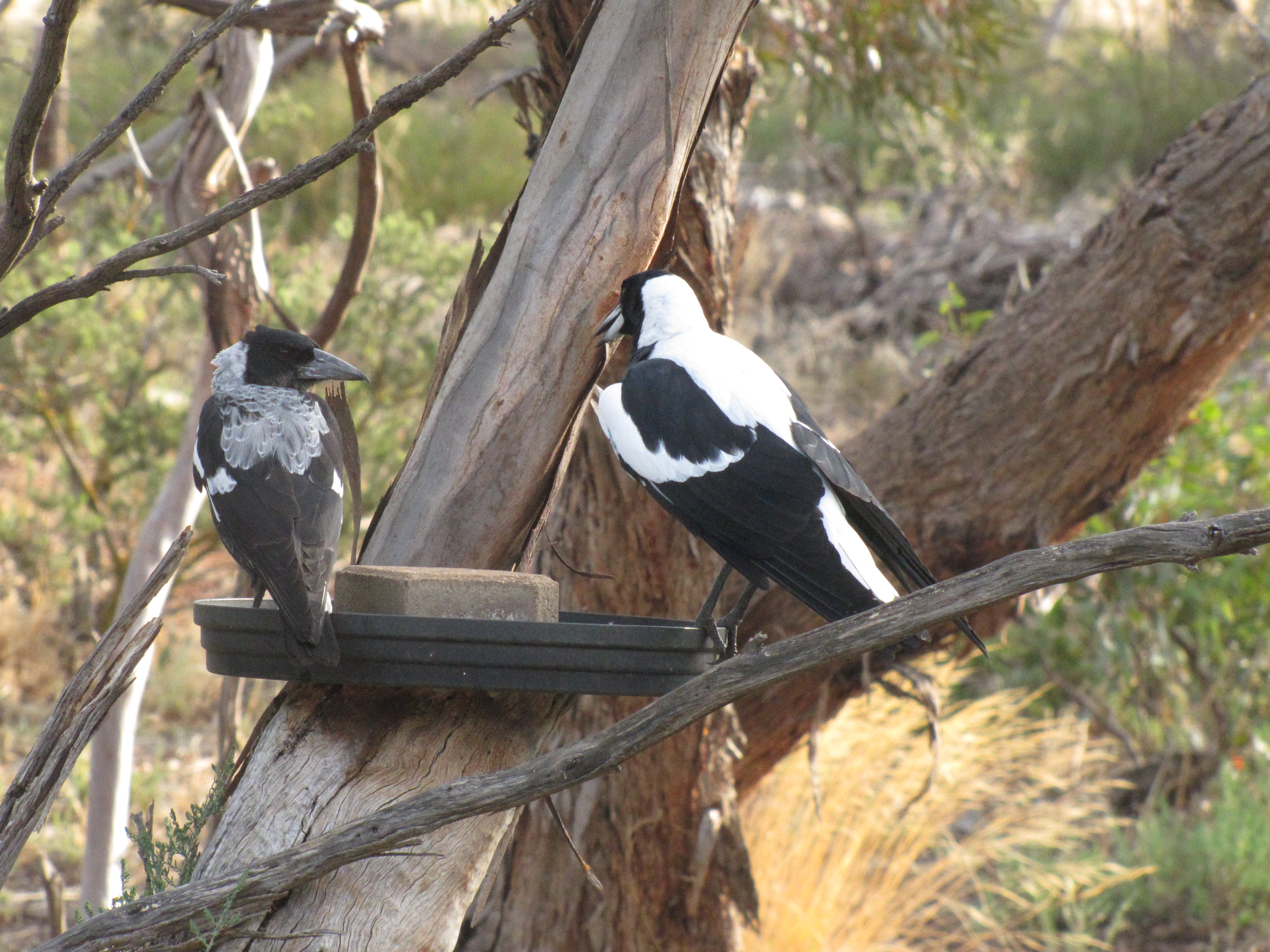 skatebird magpie skatebird magpie