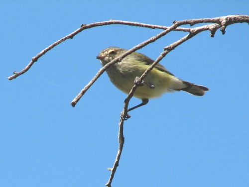 Weebill