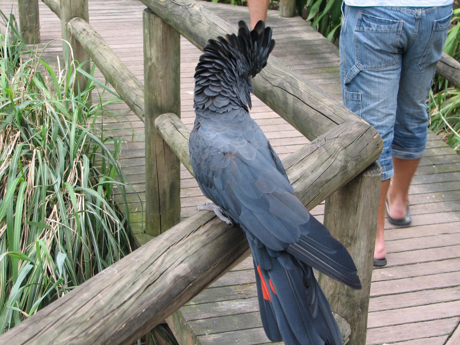 red tailed black cockatoo for sale red tailed black cockatoo for sale
