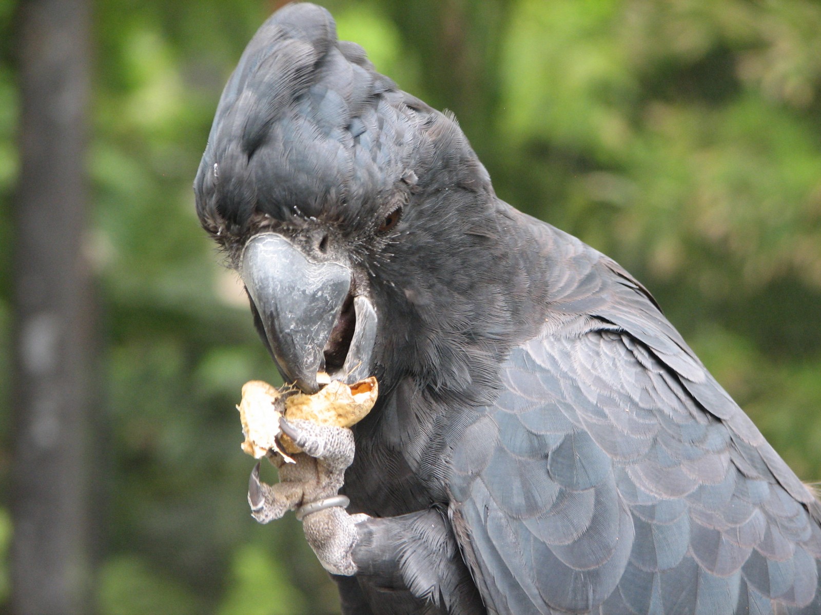 black cockatoo