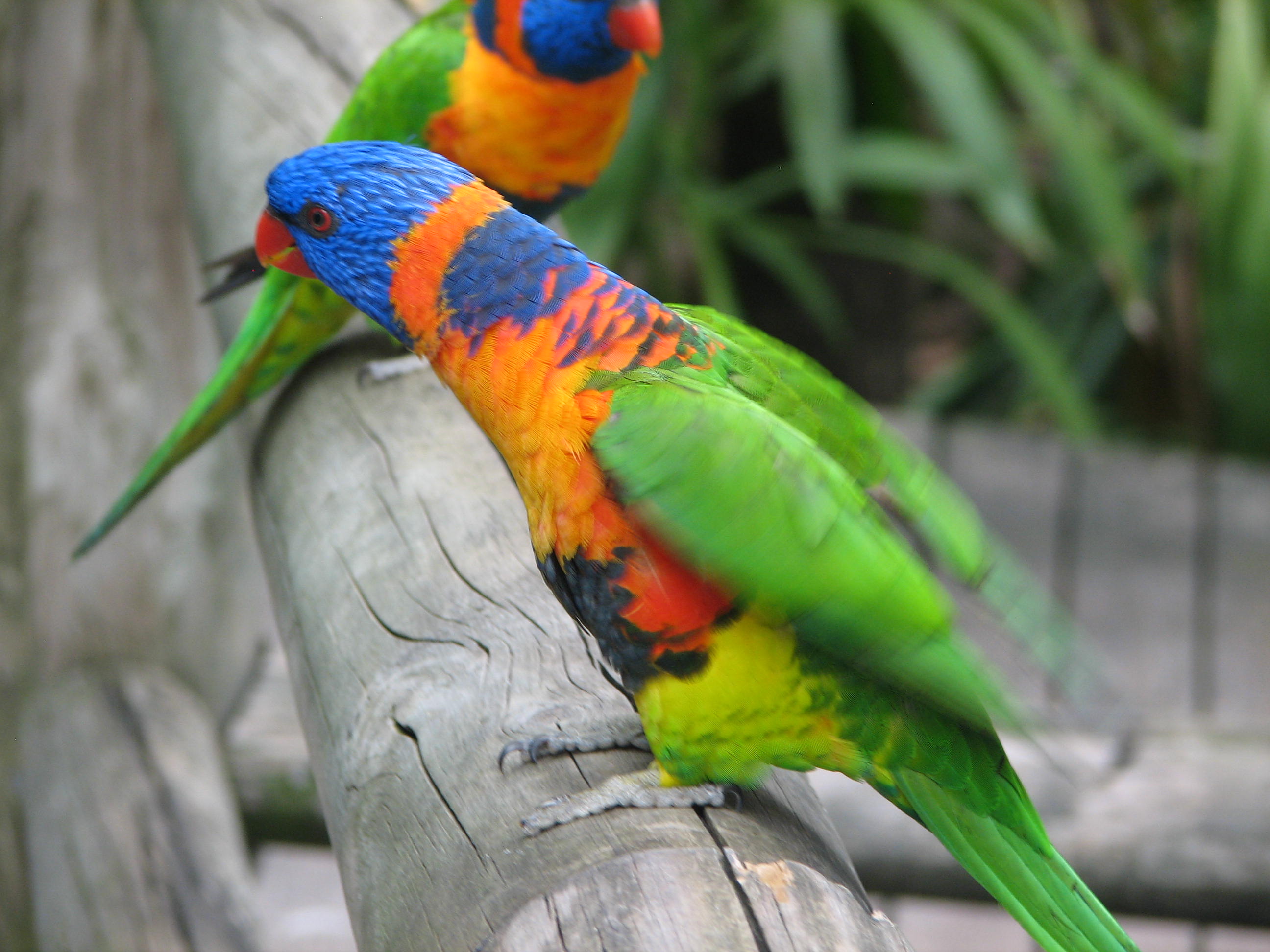 Redcollared Lorikeet at Adelaide Zoo Trevor's Birding