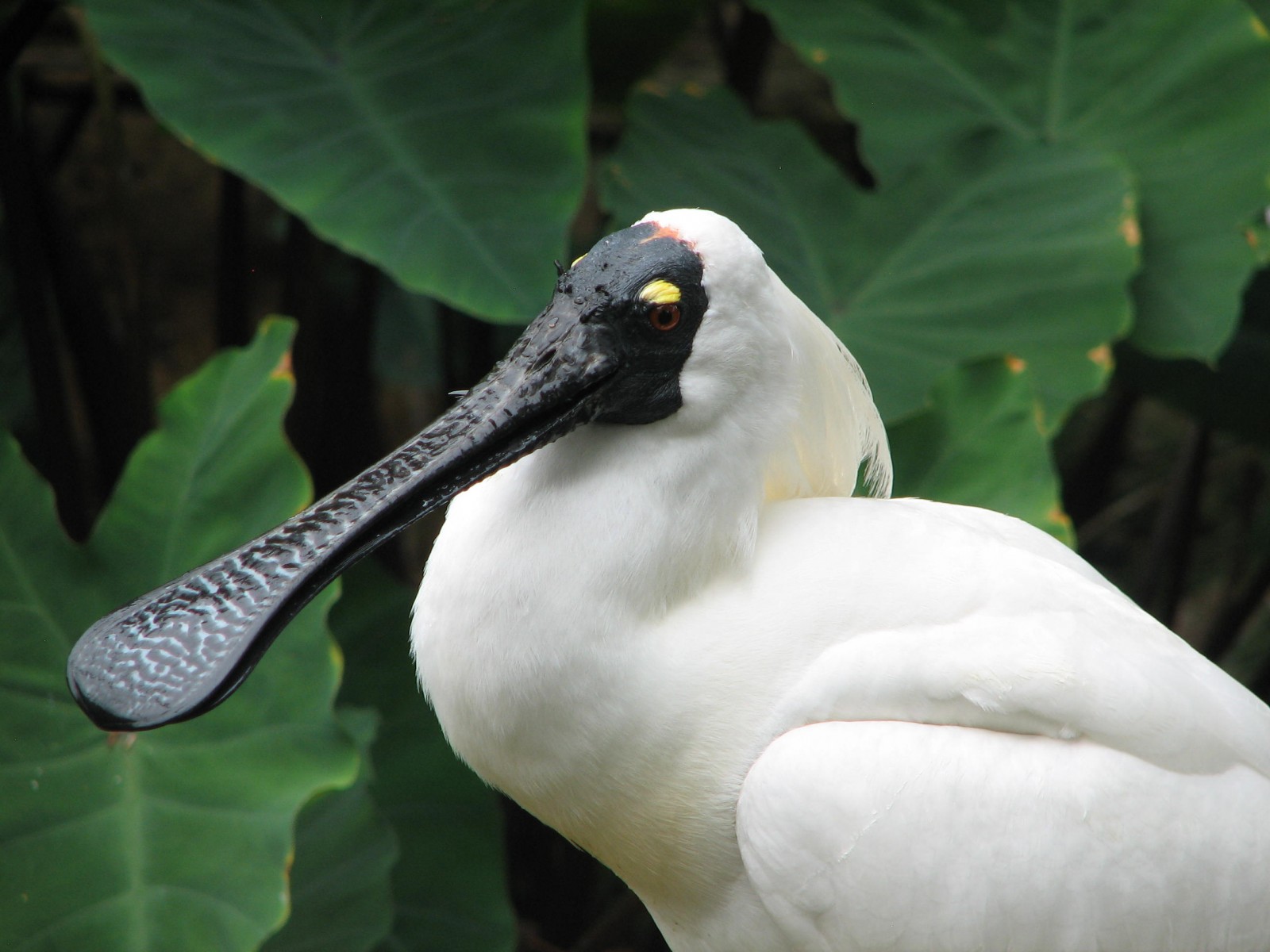 Spoonbills Archives Trevor S Birding Trevor S Birding IMG 0912 1600x1200