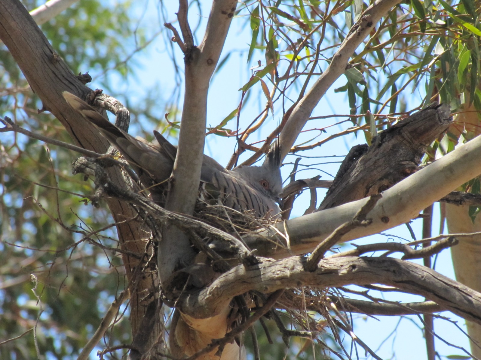 Crested Pigeons nesting in our garden Trevor's Birding