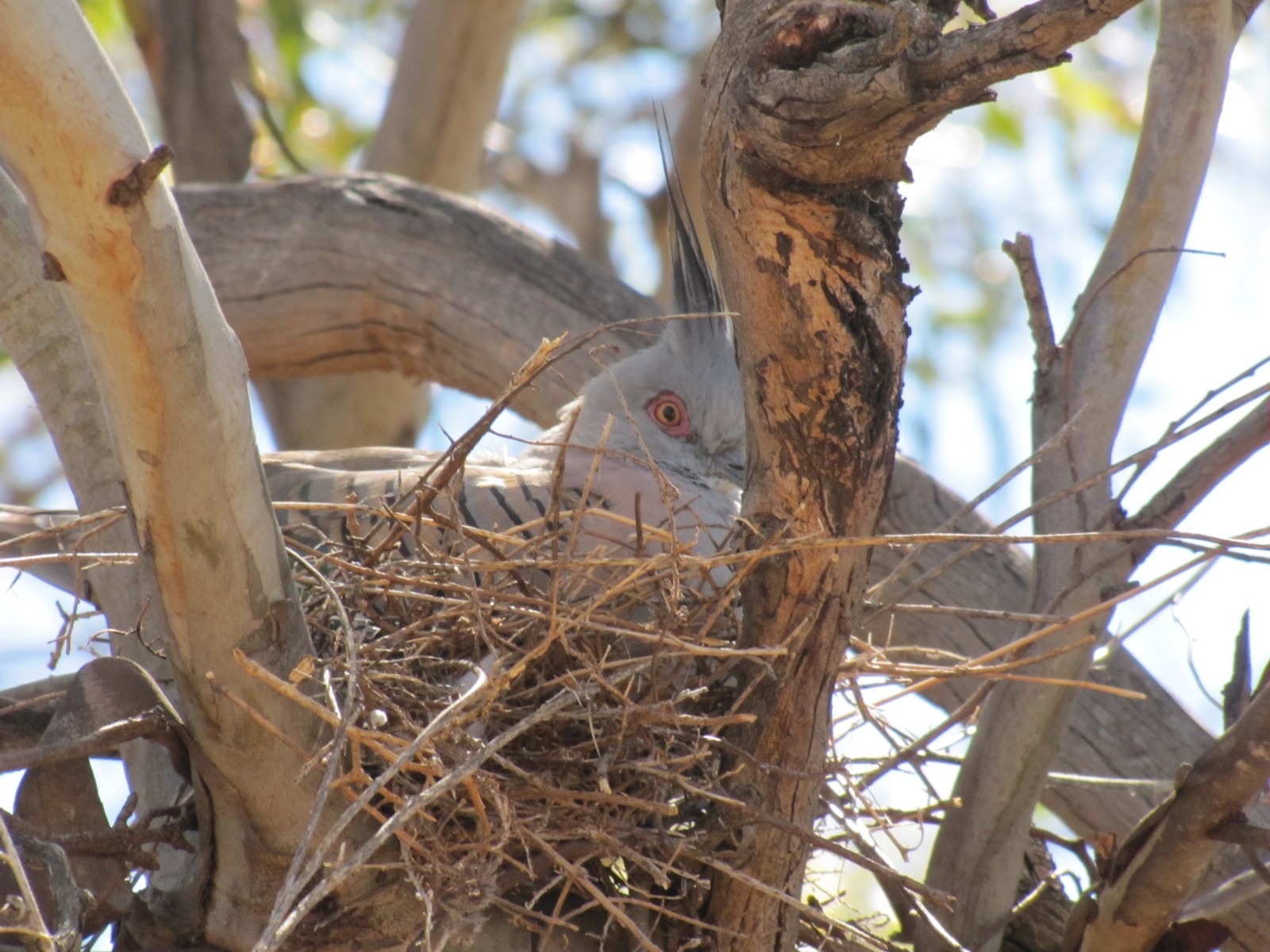 Crested Pigeons nesting in our garden Trevor's Birding
