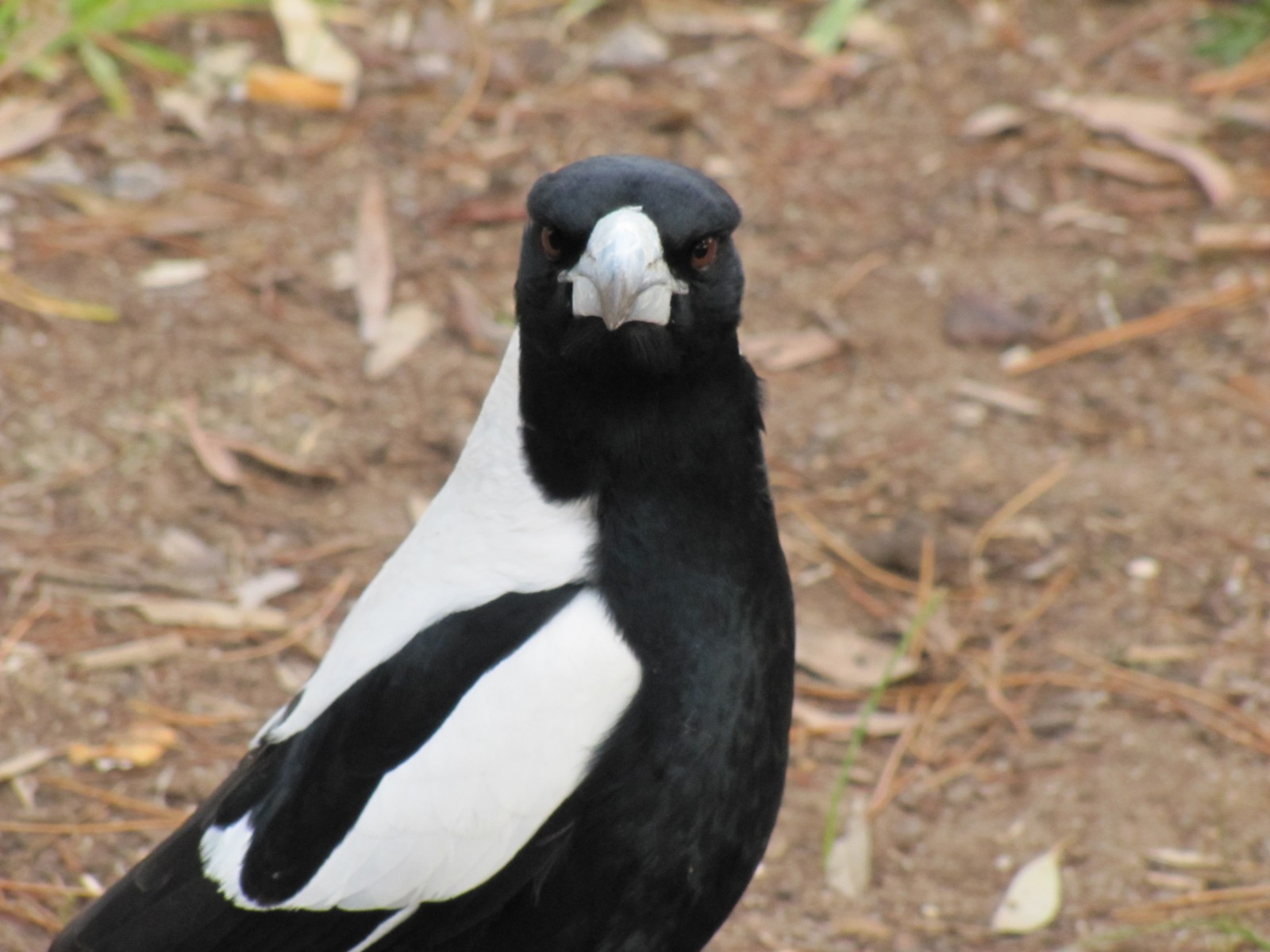 Australian Magpies Archives Trevor's Birding Trevor's Birding