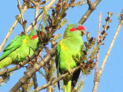 Musk Lorikeets