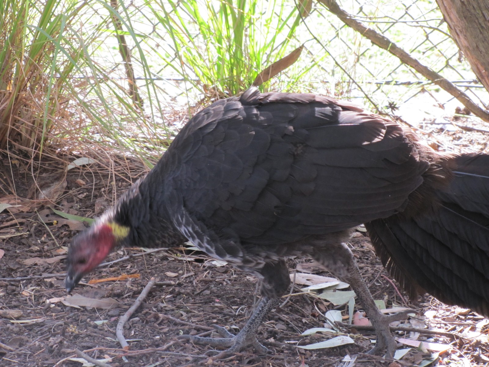 Australian Brush Turkeys Archives Trevor's Birding Trevor's Birding