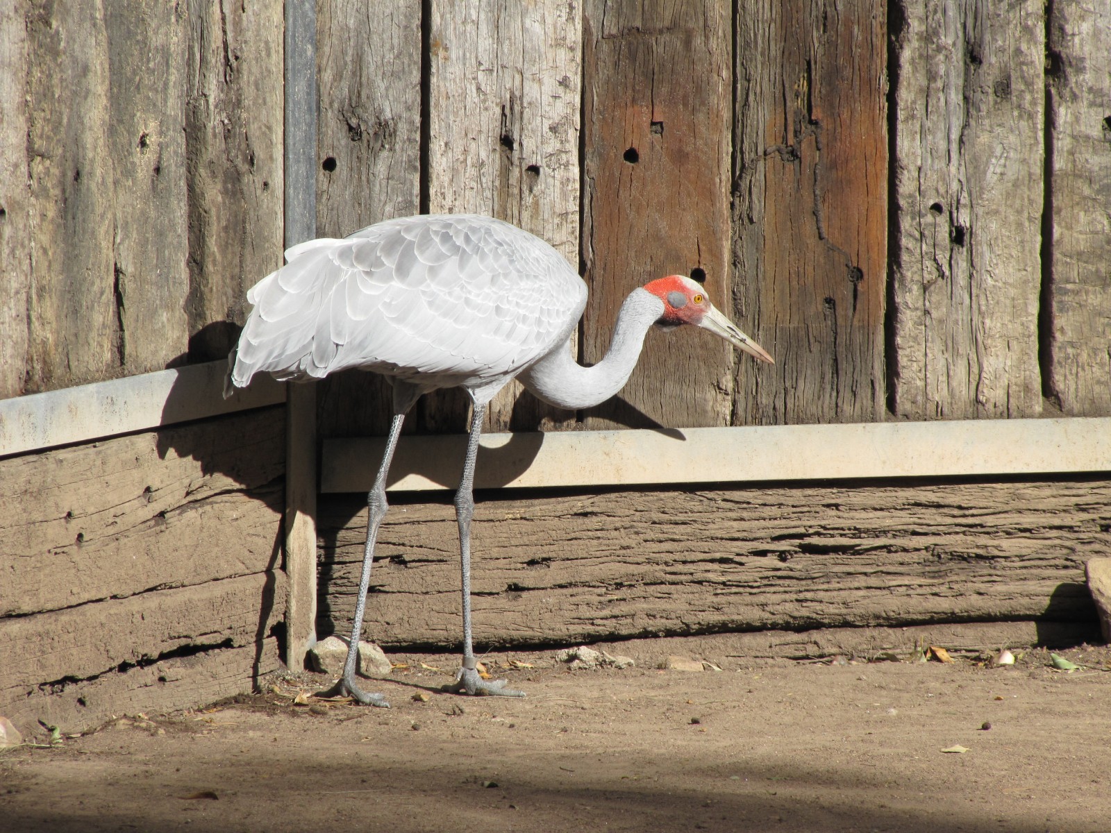 Australian Crane Archives Trevor's Birding Trevor's Birding