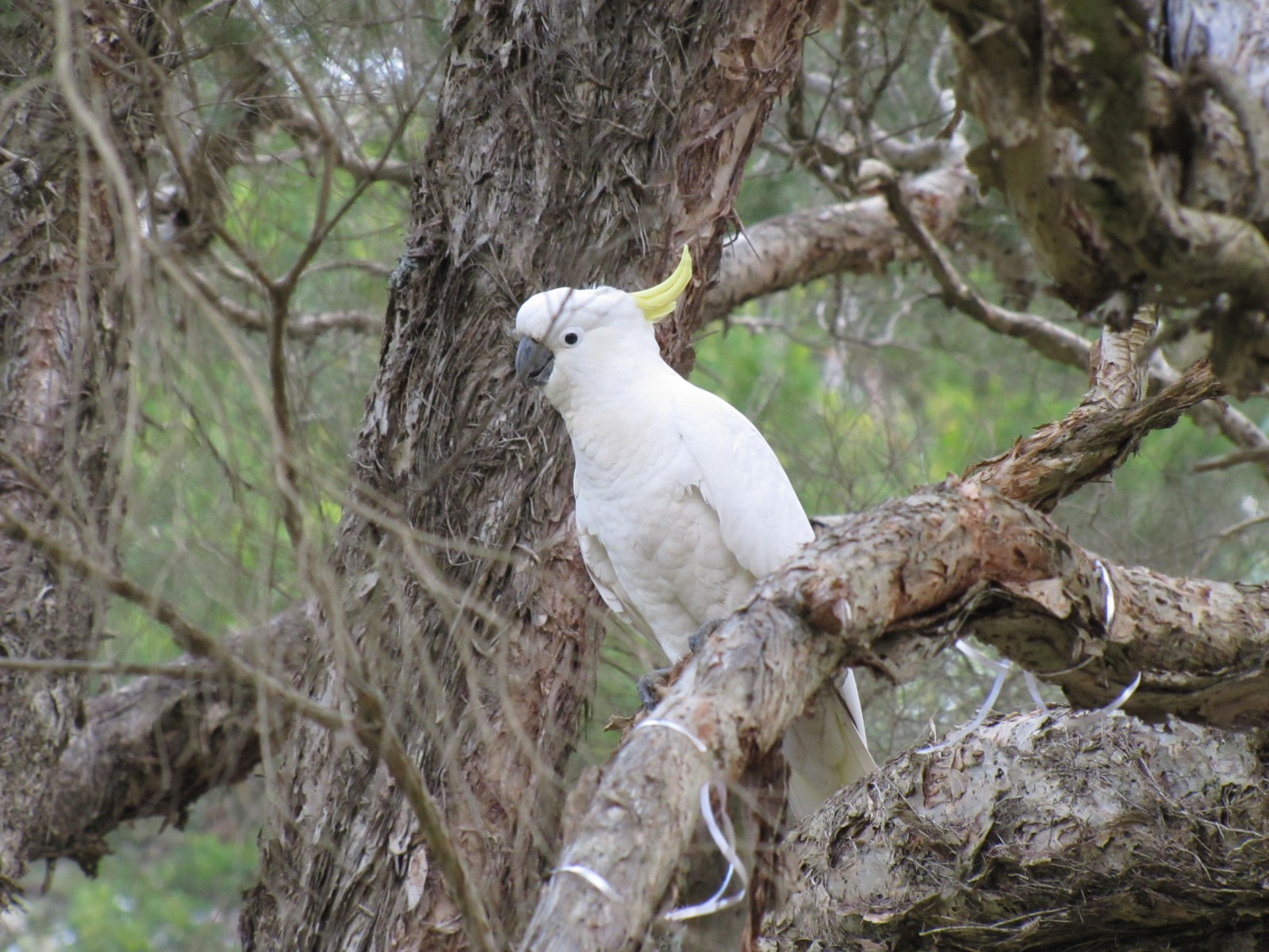 sulfur crested cockatoo price usa sulfur crested cockatoo price usa
