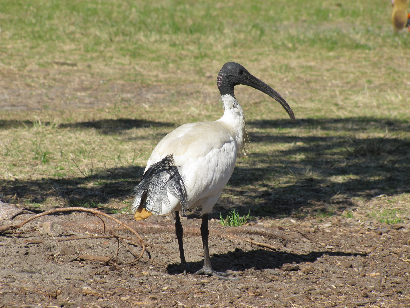 Some birds of Centennial Park in Sydney Trevor