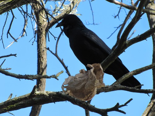 Australian Raven with paper bag containing food