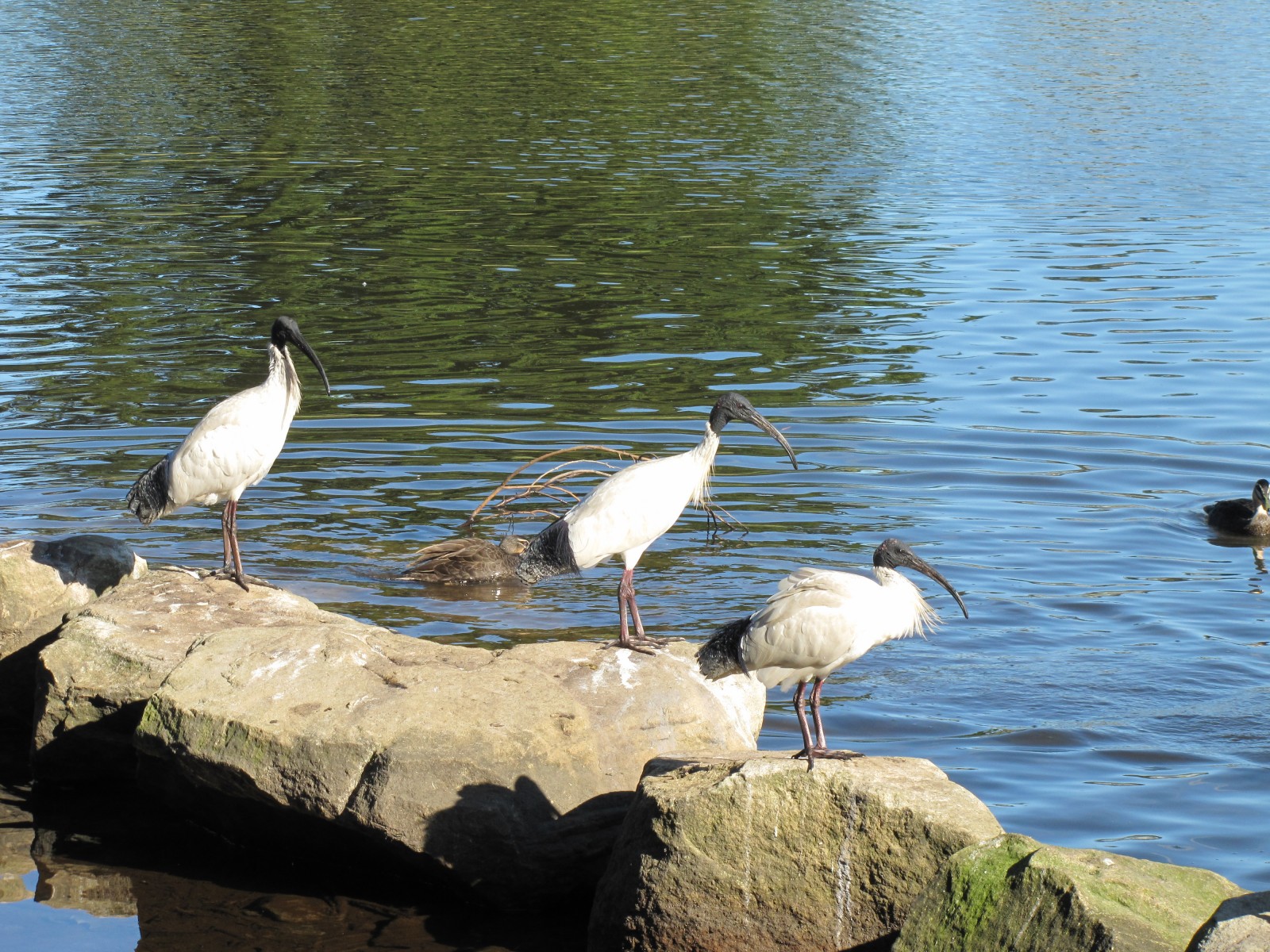 Some birds of Centennial Park in Sydney Trevor