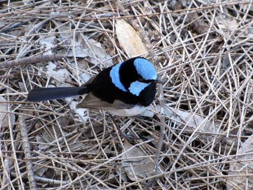 Male Superb Fairy-wren