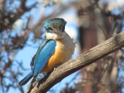 Sacred Kingfisher