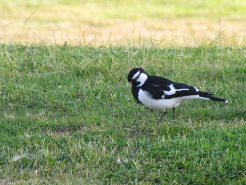 Australian Magpie Lark