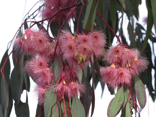 Eucalyptus sideroxylon rosea - Red Ironbark