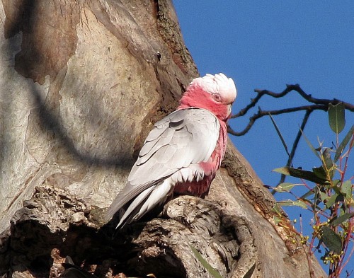 Female Galah, Laratinga Wetlands