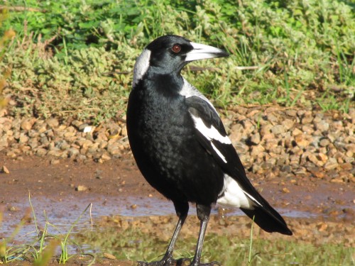 Australian Magpie (male)