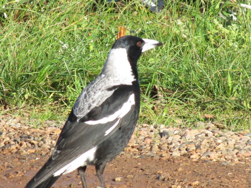 Australian Magpie (male)