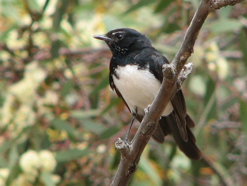 Willie Wagtail