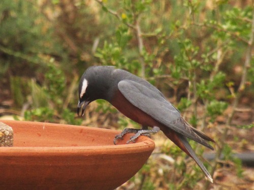 White-browed Woodswallow 