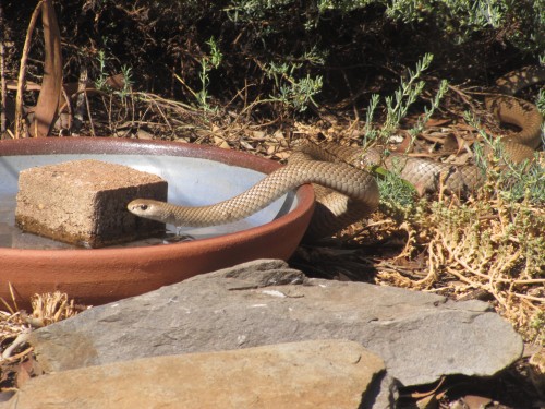 Eastern Brown Snake at our bird bath