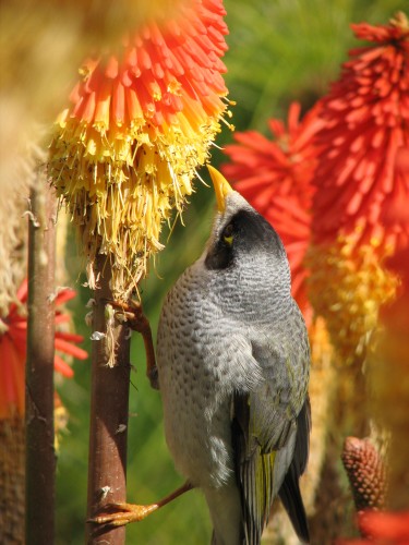 Noisy Miner