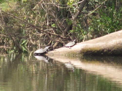 Long-necked Tortoises, Lane Cove River