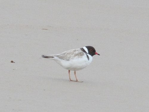 Hooded Plover, Victor Harbor